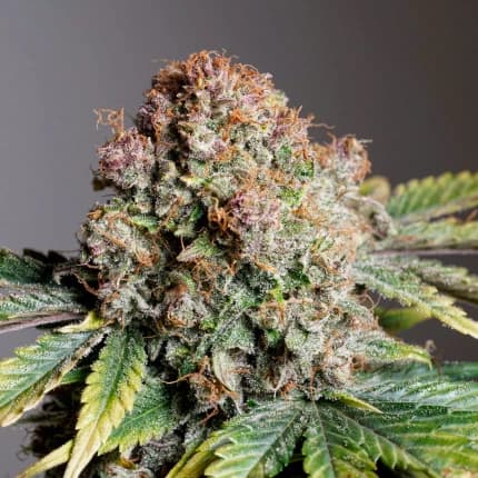 Auto Strawberry Soda > Dutch Passion | Autoflowering Cannabis   |  Hybrid